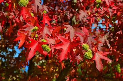 Liquidambar styracif